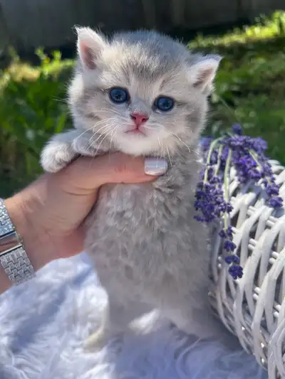 Scottish Straight Shorthair Kittens, View more