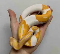 Male Yellowbelly Dremalicle Ball Python 