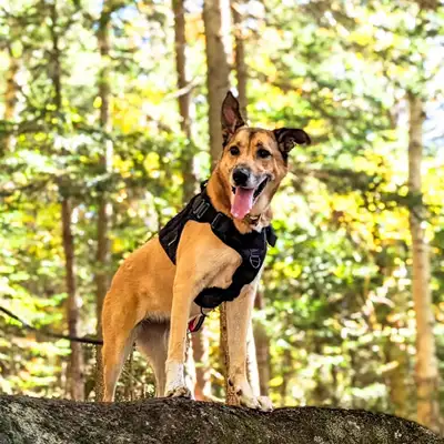 Lily, German sheperd Husky mix, View more