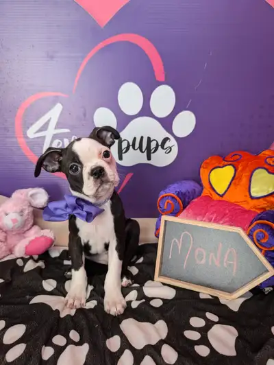 Pure Boston terrier ready to be re-home, View more