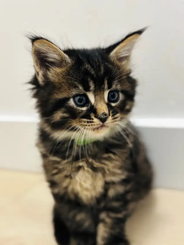 Maine Coon (European &amp; Champion Line) Smoke &amp; Tiger Kittens