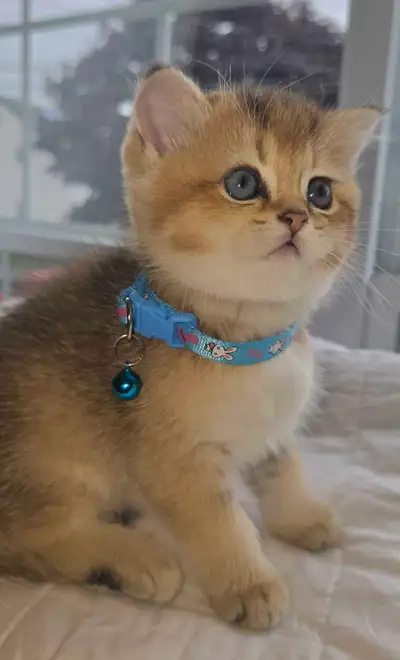 beautiful kittens , View more