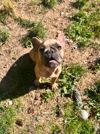 Blue fawn French bulldog for sale