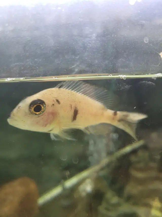 African Chichlids for sale in Fish for Rehoming in Moncton - Image 5