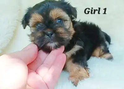 Tiny Shorkie Puppies!  Girls and Boys!, View more
