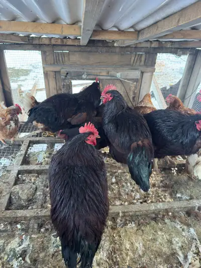  Rhode Island Reds – ChickShaw, Roll-Away Nest Box, View more