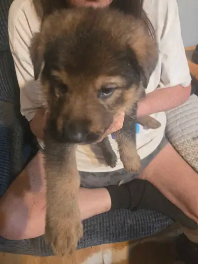 GERMAN SHEPHERD PUPPIES PURE BREED FAMILY RAISED, View more