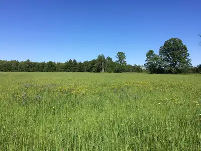 Organic sandy loam farm 23 acres are available for rent and standing hay for harvest. The fields are...