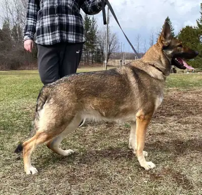 CKC German Shepherd puppies, View more