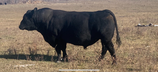 WAVENY ANGUS - Black Angus 2 Yr Old and Yearling Bulls for Sale in Livestock in Edmonton - Image 2