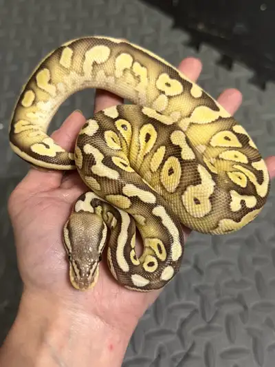 female pastel lesser yb het clown , View more