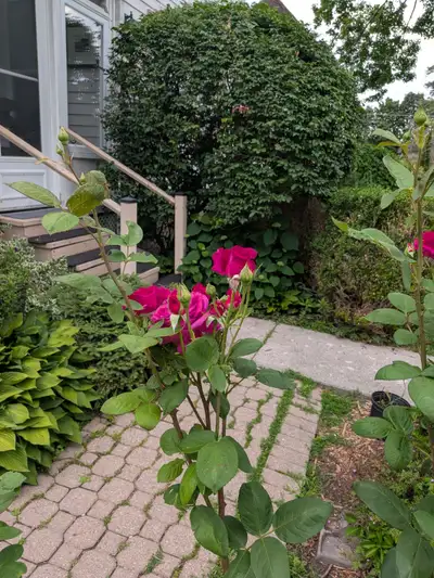Delightful Prince Edward County and a Victorian home. Located in n the historic area and an easy wal...