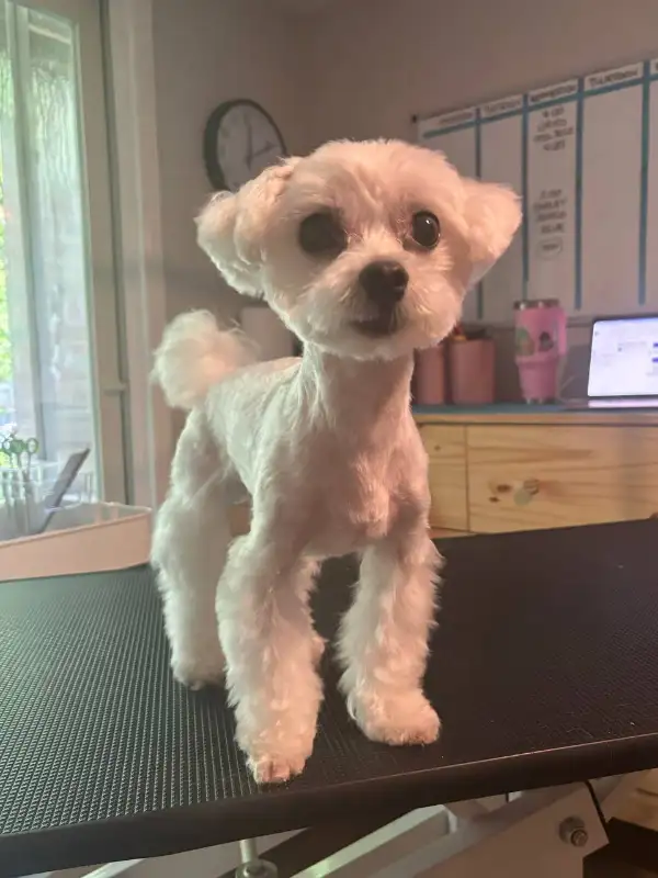 Dog groomer accepting new clients! Blossom Park/South Ottawa in Animal & Pet Services in Ottawa - Image 6