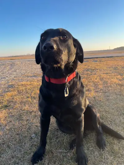 Dog - Black Lab, View more