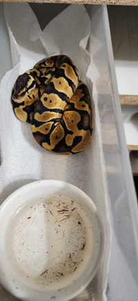 Female Pastel GHI ball python 