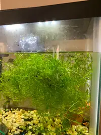 Guppy Grass, Subwassertang, Elodea Anacharis, - Aquarium plant