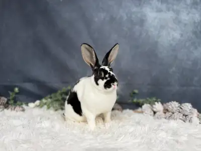Mini rex femelle , View more