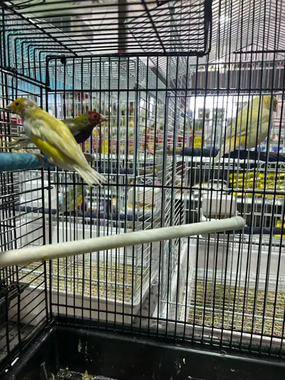 Beaux diamant de gould, 150$+tx chaque ou 300$+tx le couple. Aussi plusieurs autres espèces de petit...