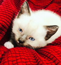 Calgary/ 2 of 6  Siamese left /ready for picking up immediately 