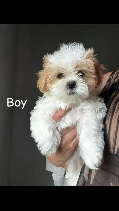Ready 2 Go!! ❤️sweetheart shih tzus ❤️, View more