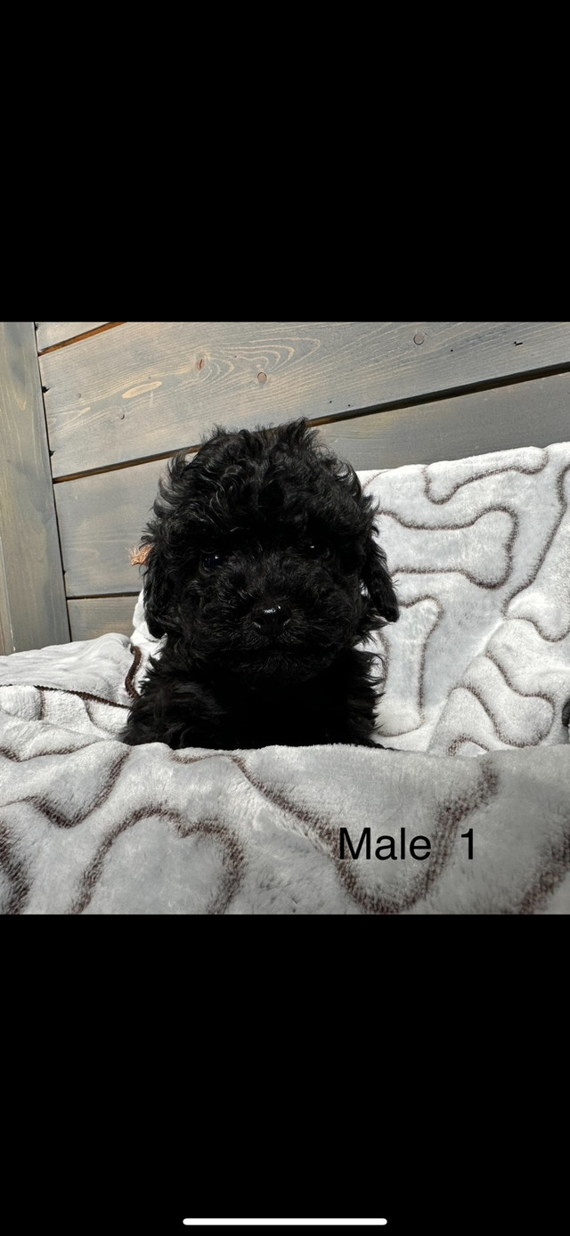 Toy poodle puppies in Dogs & Puppies for Rehoming in Vancouver