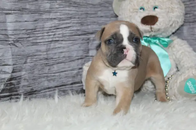 Old english bulldog / bouledogue anglais puppy in Dogs & Puppies for Rehoming in Ottawa - Image 5