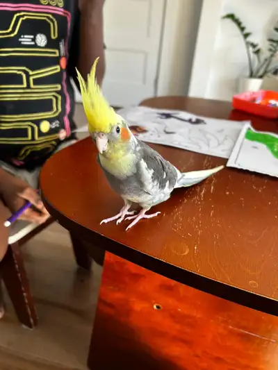   Bird with Cage & Accessories – Ready to Go Set, View more