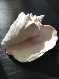 Large, Nautical Sea Shell Ocean/Beach Queen Conch Snail Shell
