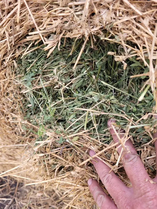 Alfalfa, hay, silage and green feed for sale in Livestock in Saskatoon - Image 4