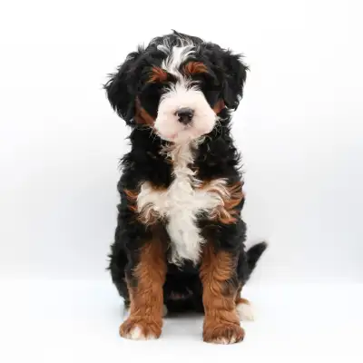 Tri-colour Ultra Bernedoodle Puppy ISO Forever Guardian, View more