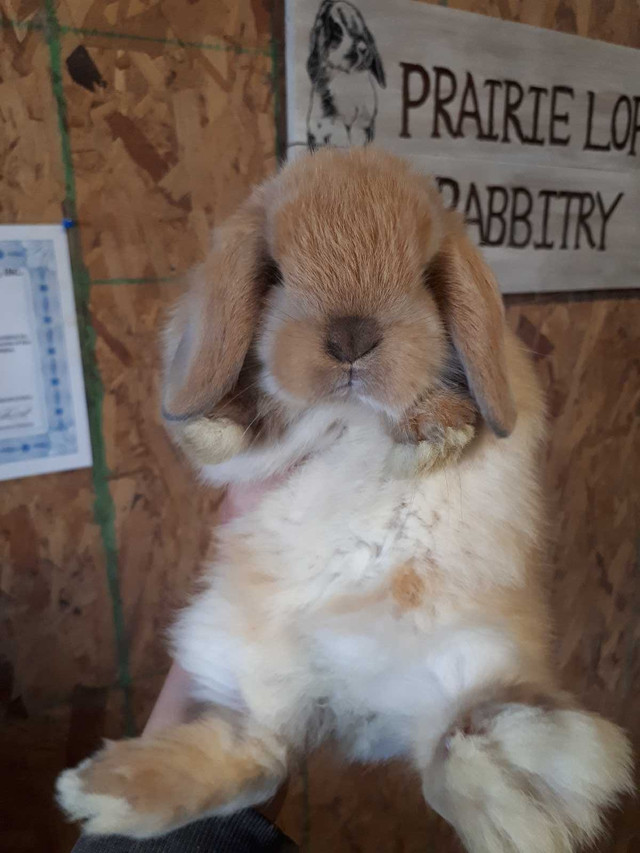 Purebred Holland Lop bucks in Small Animals for Rehoming in Saskatoon - Image 4