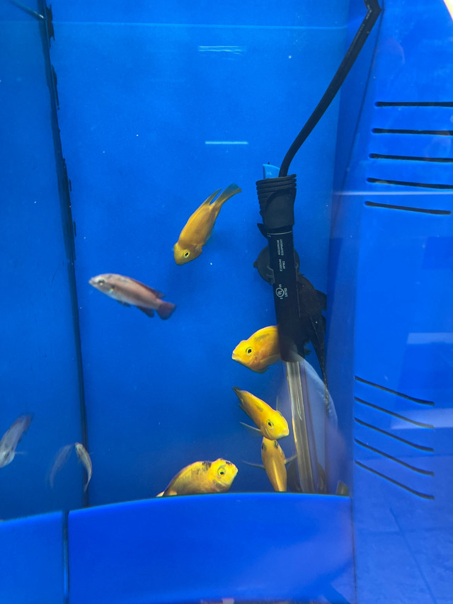 Baby Yellow Parrot Cichlid in Fish for Rehoming in Mississauga / Peel Region