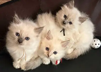 Siberian x Ragdoll kittens, View more