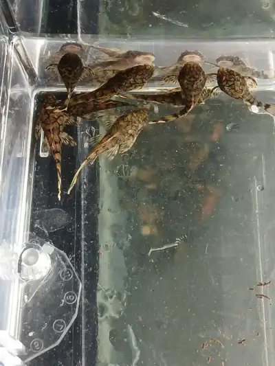 8× L519 Plecos 1.5"+, View more