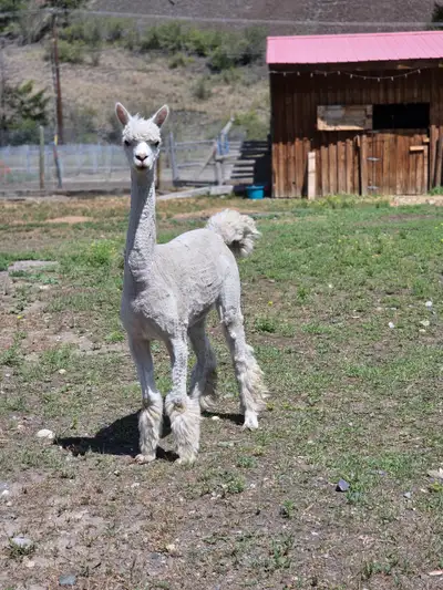 Female alpaca , View more