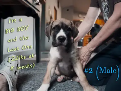 Presa Canario X Cane Corso / Dogo Argentino Pups *(READY TO GO)*, View more