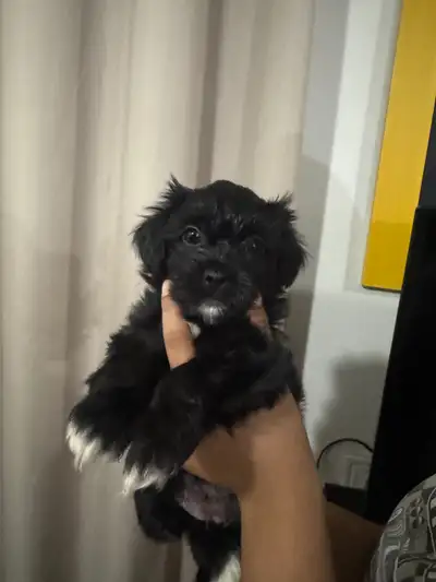 Adorable Puppies Looking for Loving Homes!, View more