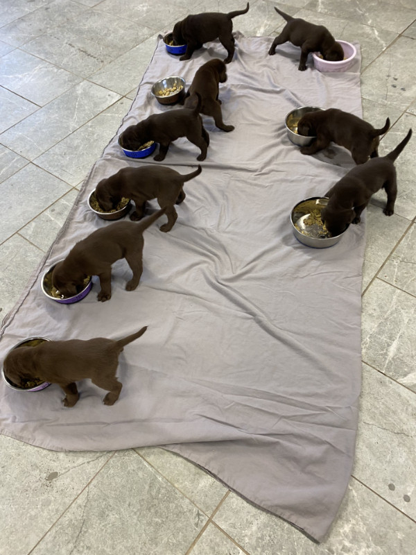 Labrador chocolat dans Chiens et chiots à adopter  à Rouyn-Noranda - Image 4