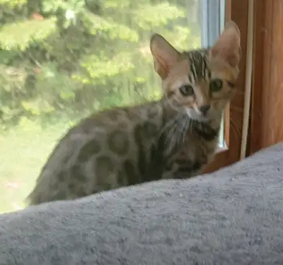 REGISTERED BENGAL KITTENS , View more