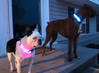 Brand New Dog Pet LED Lights Safety Night Collar