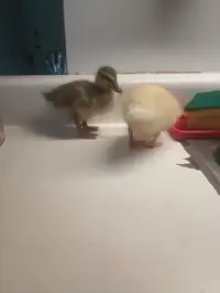 Ducklings, call duck babies.