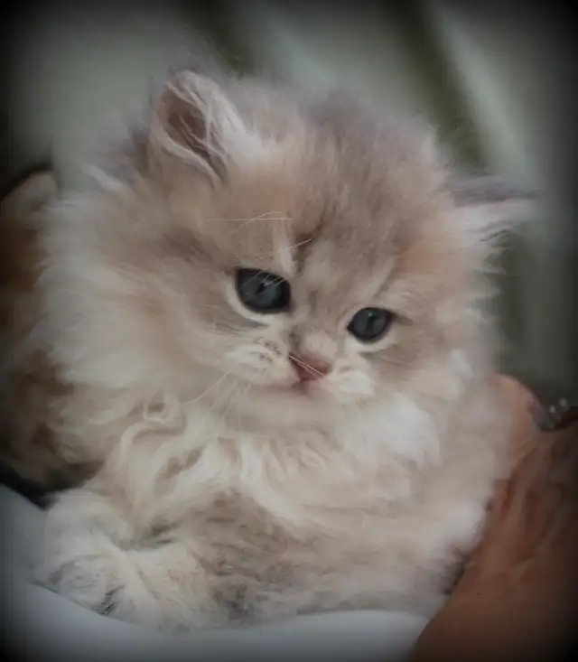 Rare Teddy Bear Kittens (British Longhair) in Cats & Kittens for Rehoming in Winnipeg - Image 7
