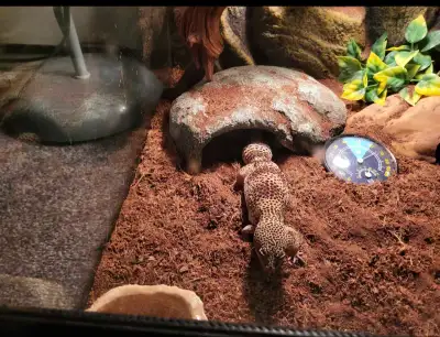 Geckos for rehoming , View more