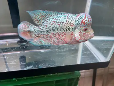 Male VIP Kamfa Flowerhorn Cichlid, View more