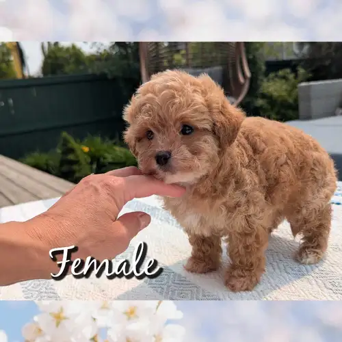 Male #2 **SOLD** Personality.... Sincere and kind with a healthy dose of playful. The day starts wit...