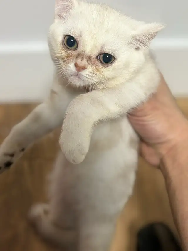 Purebred British shorthair kitten