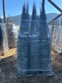  tomato cages- pallet 