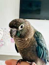 Conure grey and green