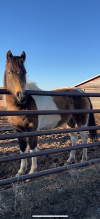 4yr old Paint Mare