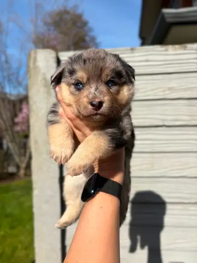 Pomsky x Mini Aussie blue eyes, View more
